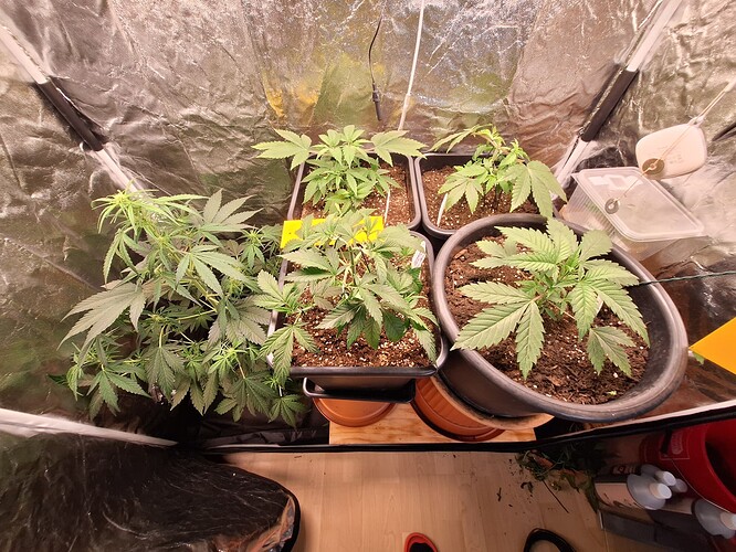 Growreport Bild 6
