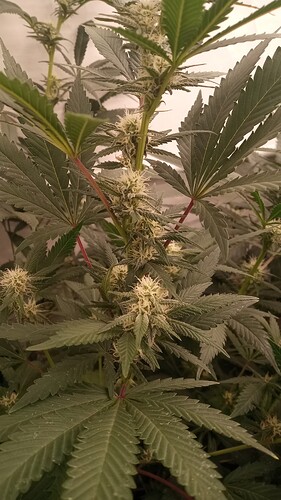 Growreport Bild 4