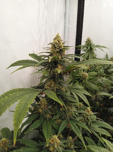Growreport Bild 31