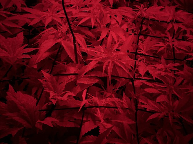 Growreport Bild 4