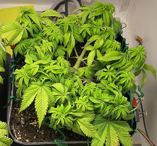 Growreport Bild 28