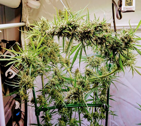 Growreport Bild 15