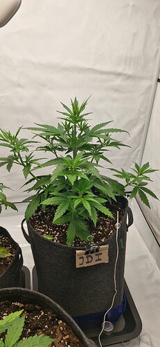 Growreport Bild 15