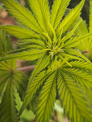 Growreport Bild 39