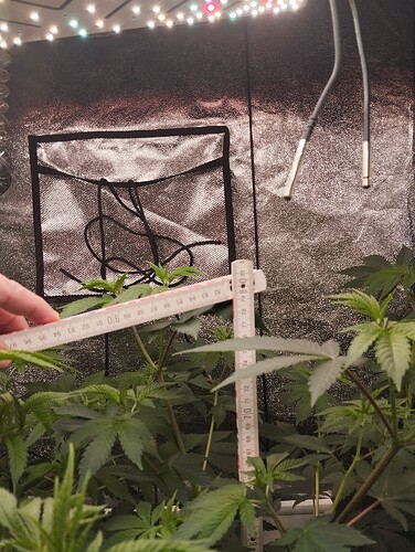 Growreport Bild 7