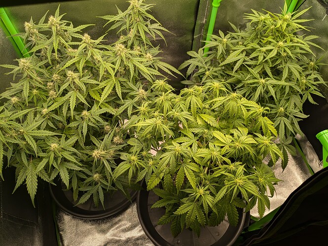 Growreport Bild 13