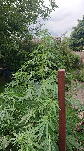 Growreport Bild 5