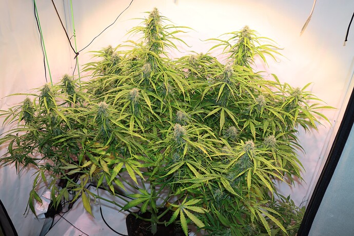 Growreport Bild 2