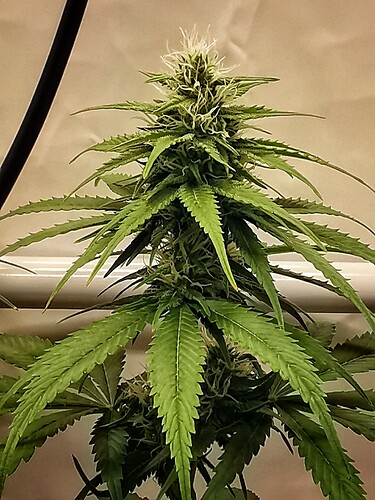 Growreport Bild 11