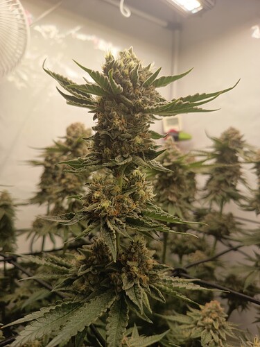 Growreport Bild 26