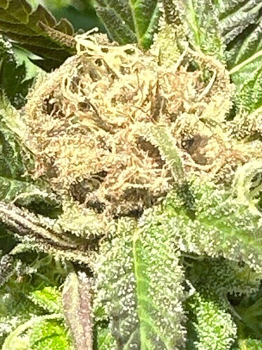 Growreport Bild 23