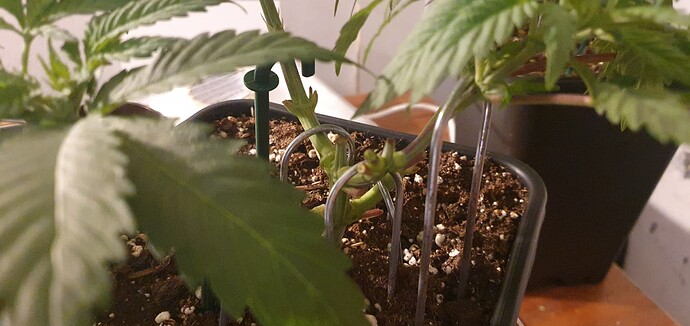 Growreport Bild 3