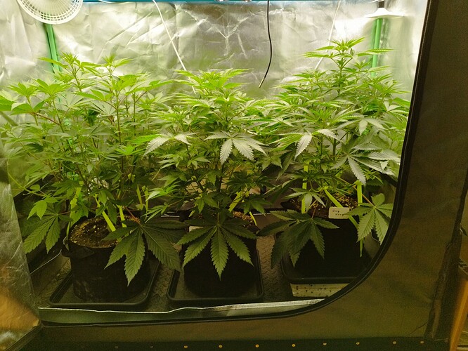 Growreport Bild 1