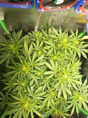 Growreport Bild 1