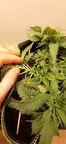 Growreport Bild 25