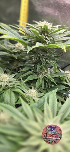 Growreport Bild 50