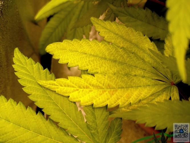 Growreport Bild 5