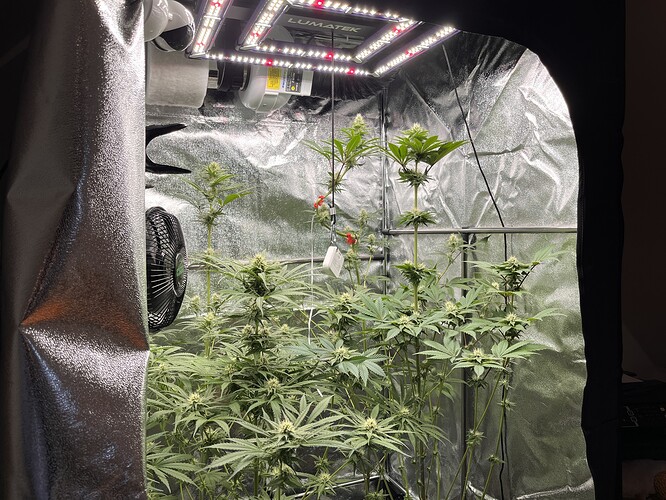 Growreport Bild 1