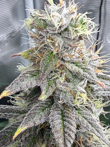 Growreport Bild 28