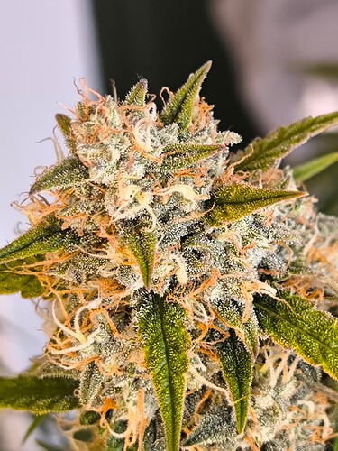 Growreport Bild 16