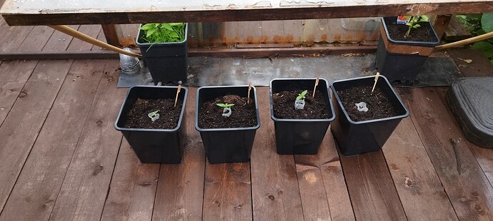 Growreport Bild 2