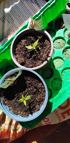 17443715319523113580941506181231