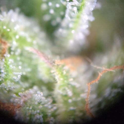 Screenshot_20240720-011818~2