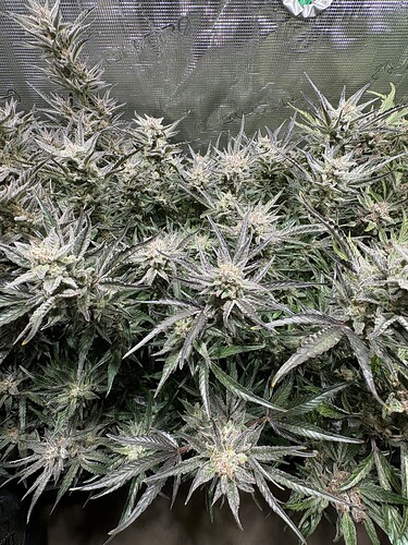 Growreport Bild 19