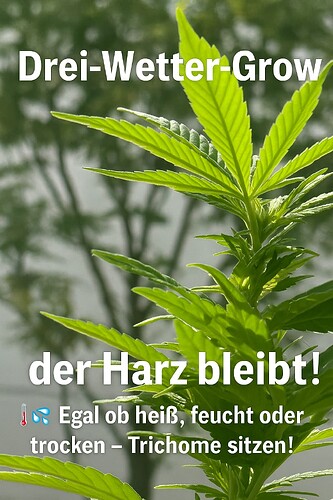 Growreport Bild 1