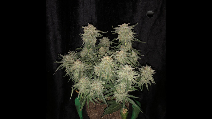 Growreport Bild 14