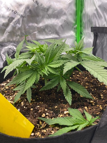 Growreport Bild 4