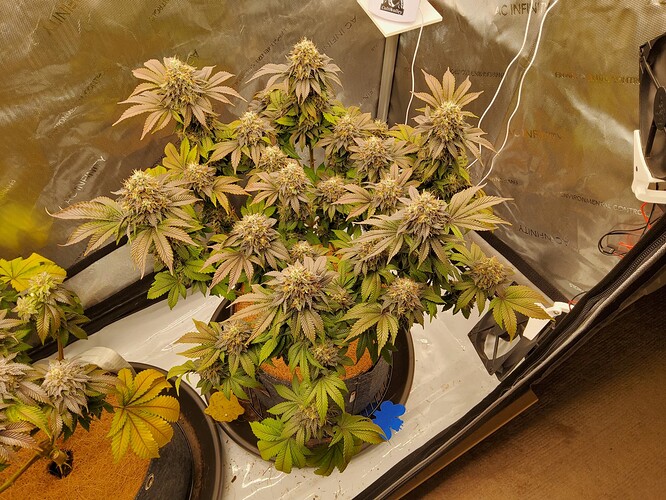 Growreport Bild 7