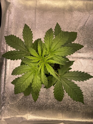 Growreport Bild 8