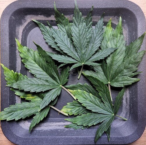 Growreport Bild 23