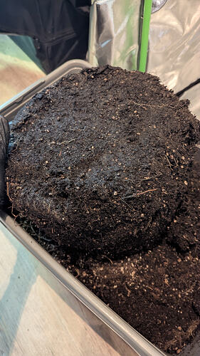 Growreport Bild 9