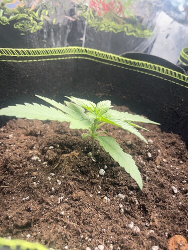 Growreport Bild 2