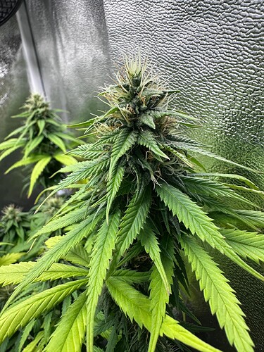 Growreport Bild 44