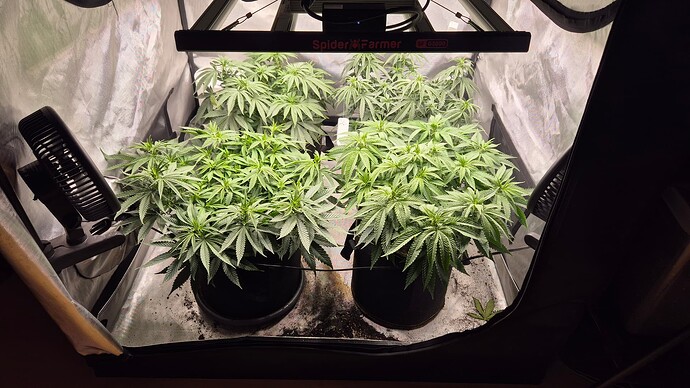 Growreport Bild 1