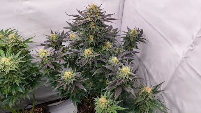 Growreport Bild 16