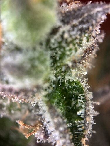 Growreport Bild 59