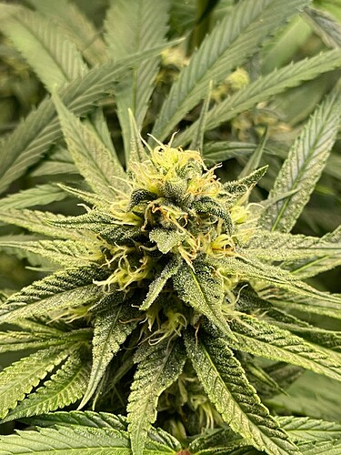 Growreport Bild 13