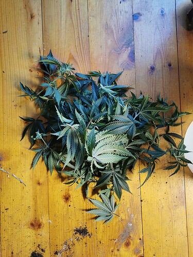 Growreport Bild 9