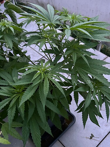 Growreport Bild 17