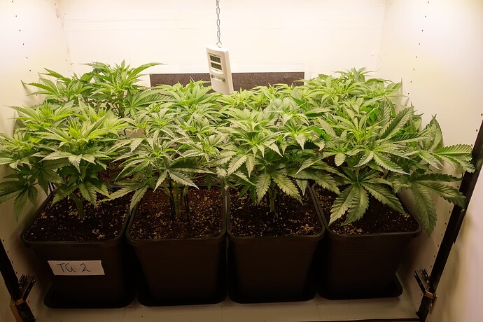 Growreport Bild 1