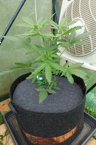 Growreport Bild 4