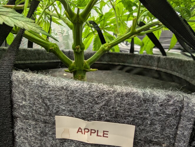 Growreport Bild 9