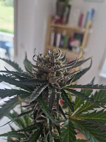 WhatsApp Image 2024-06-27 at 18.04.16 (2)