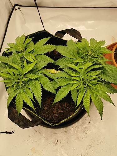 Growreport Bild 16