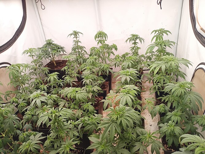 Growreport Bild 6