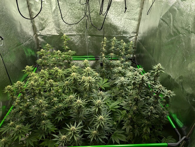 Growreport Bild 4
